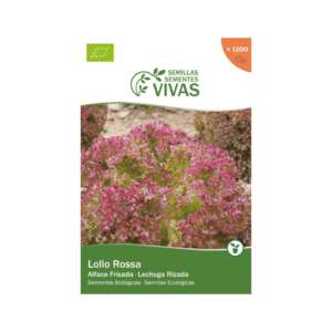 Cabeça de alface Lollo Rossa com folhas frisadas roxas e verdes, variedade orgânica da marca Sementes Vivas.