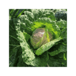 Sementes de Couve S. Michele em embalagem de 1g da marca Sementes Vivas, ideal para cultivo biológico.